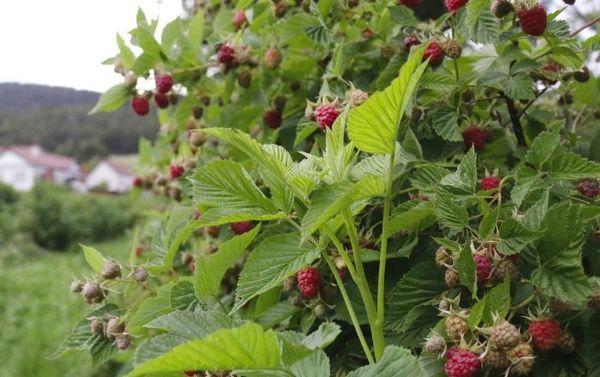 ผลลูกเกด