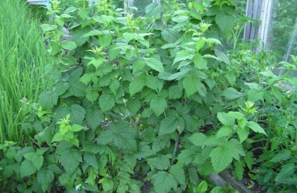 ใบลูกเกด