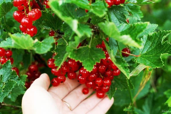 ลูกเกดแดงใจกว้าง