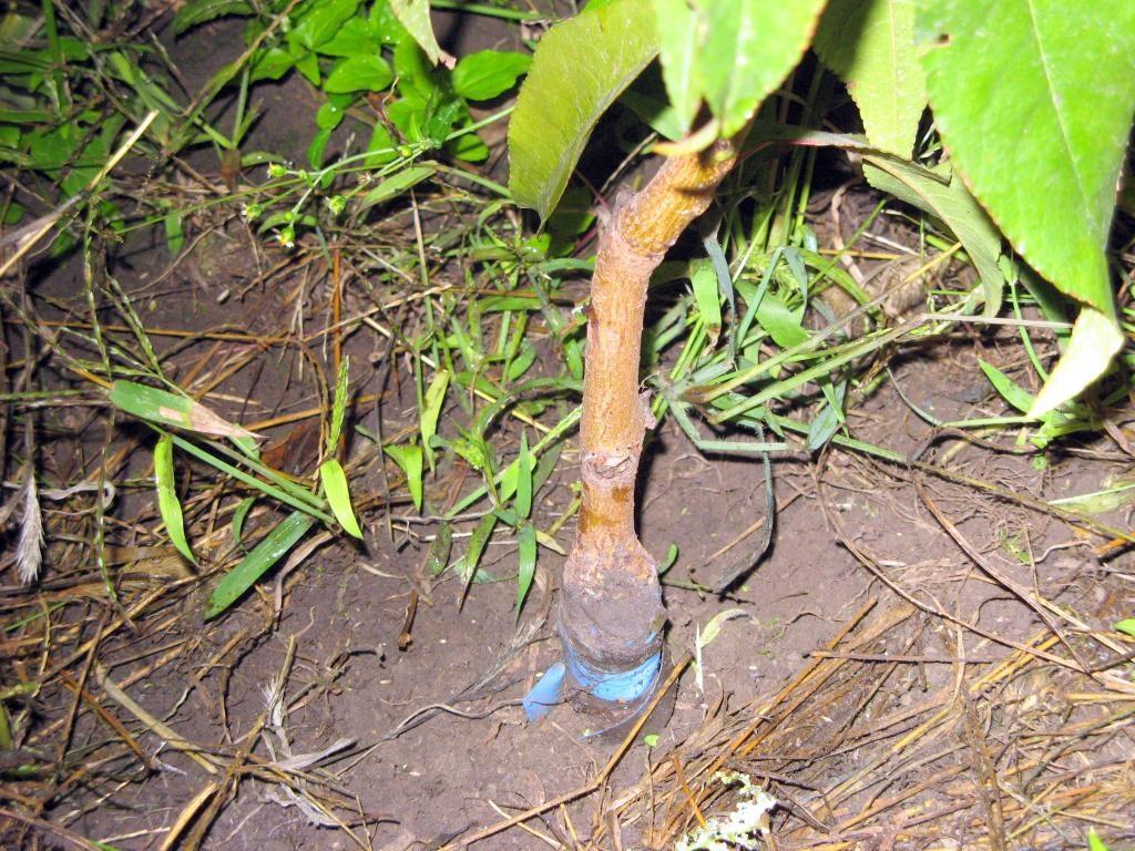 การต่อกิ่งลูกพีช