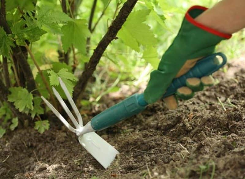 การควบคุมโรคราแป้งในมะยมด้วยกำมะถันโดยใช้วิธีพื้นบ้านและเคมีบำบัด