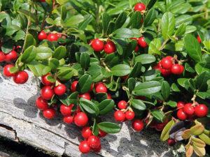 การปลูกและดูแลลิงกอนเบอร์รี่ในสวน การขยายพันธุ์