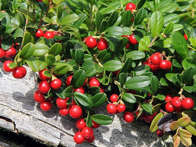 สวนลิงกอนเบอร์รี่: การปลูกและการดูแลรักษา