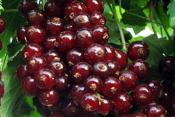 วิกซ์เน่ลูกเกดแดง