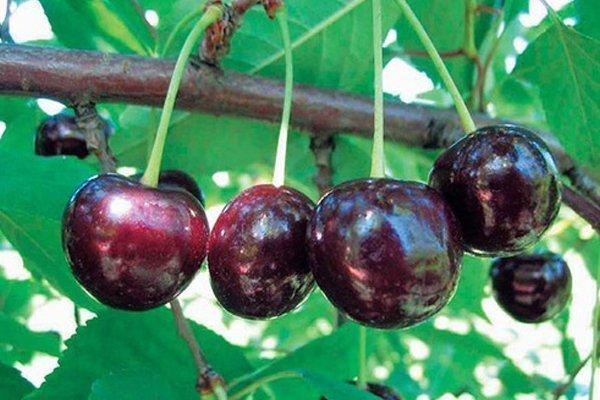 เชอร์รี่ในสวน