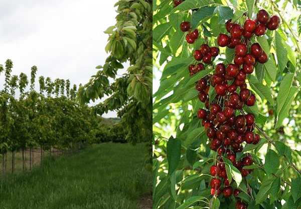planter des cerisiers