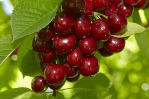 ลักษณะและคำอธิบายฉบับเต็มของเชอร์รี่พันธุ์ Molodezhnaya การปลูกและการดูแล