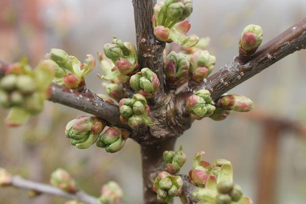 ดอกซากุระ