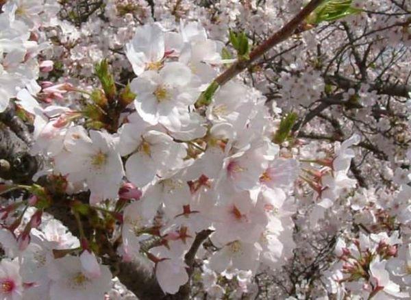 ดอกพลัม