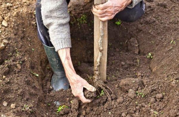 การปลูกเชอร์รี่