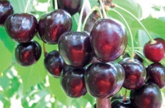 เชอร์รี่สุก