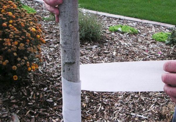 การป้องกันต้นไม้