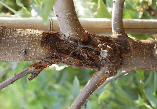 มะเร็งแบคทีเรีย