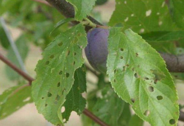 จุดกลวง