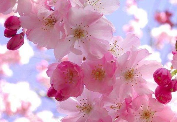 โรเซีย พลีน่า