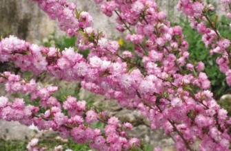 เชอร์รี่เหล็ก