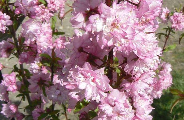 ดอกซากุระ