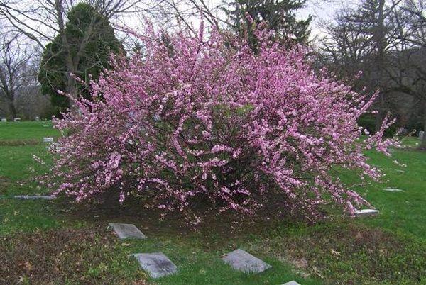 ต้นเชอร์รี่บนแปลง