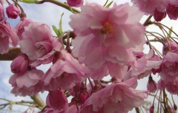 ดอกซากุระ