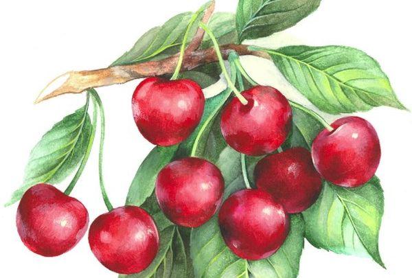 ผลเบอร์รี่ของเชอร์รี่เหล็ก