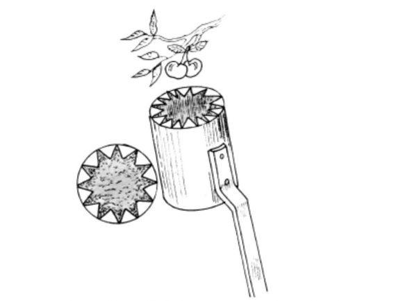 สำหรับการเก็บเชอร์รี่