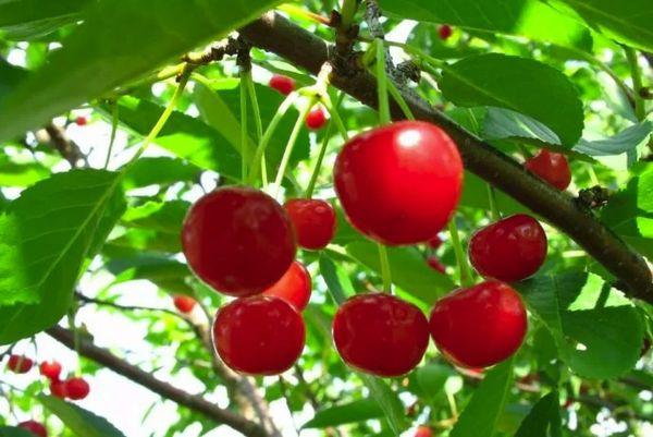 เชอร์รี่