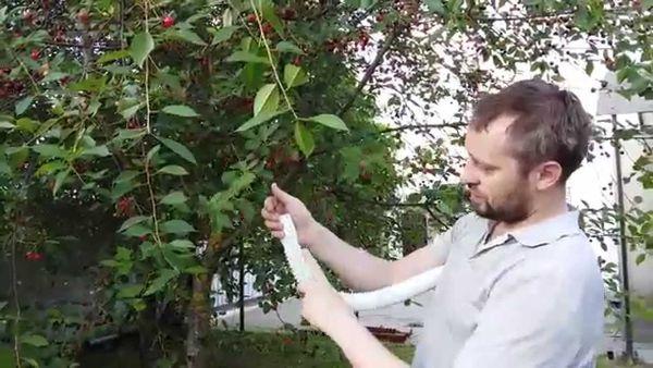 การเก็บเชอร์รี่