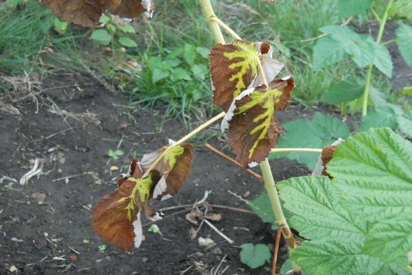 หน่อราสเบอร์รี่ที่อ่อนแอ