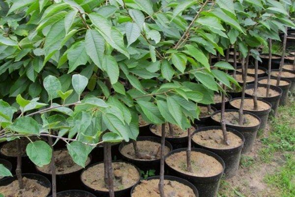 ต้นกล้าเชอร์รี่