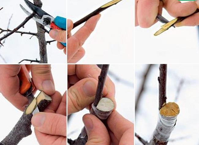 การขยายพันธุ์และการเสียบยอดเชอร์รี่พลัม