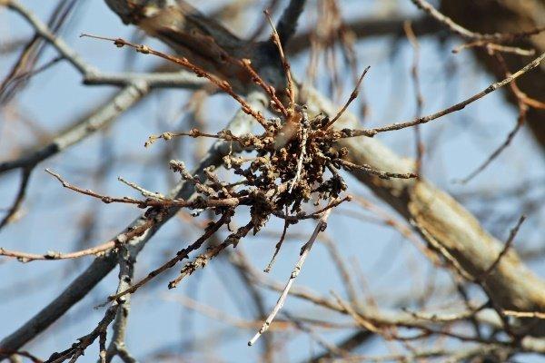 ไม้กวาดแม่มด