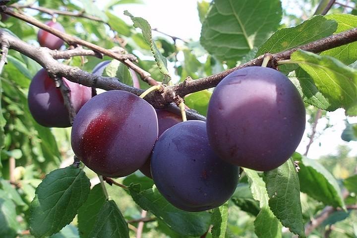 พันธุ์พลัม