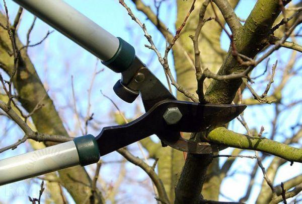 การตัดแต่งต้นแอปเปิล