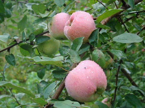 ต้นไม้ผลไม้