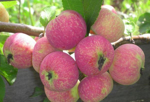 แอปเปิ้ลสุก