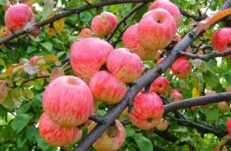 ผลของต้นแอปเปิ้ล