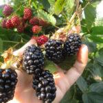 แบล็กเบอร์รี่นาวาโฮ