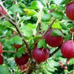 ลูกเกดแดง