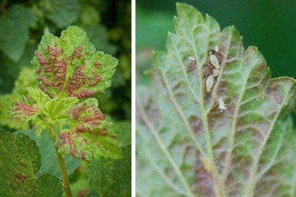 เพลี้ยอ่อนบนลูกเกด