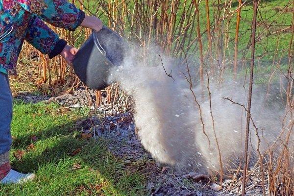 การควบคุมโรคและแมลง