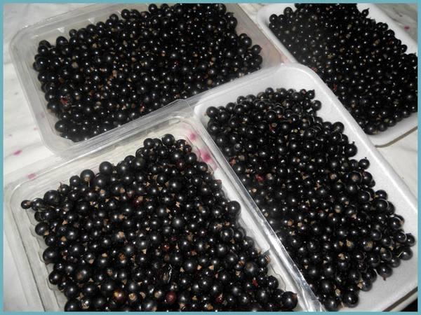 ลูกเกดเบอร์รี่