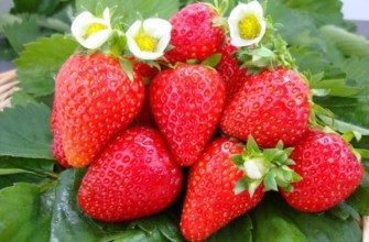 สตรอเบอร์รี่ออสทาร่าขนาดใหญ่