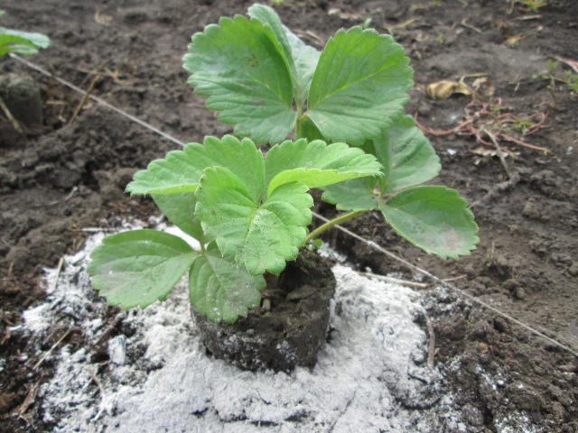 การให้อาหารสตรอเบอร์รี่