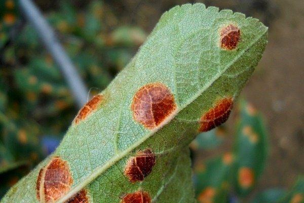 จุดสีน้ำตาล