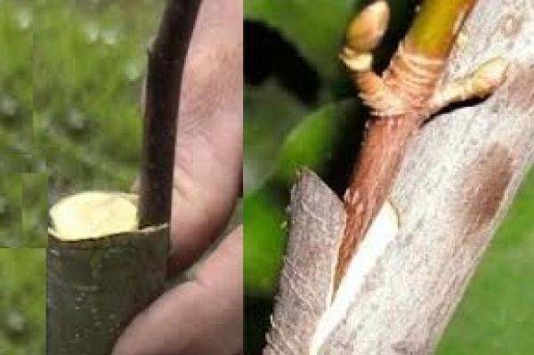 การต่อกิ่งเปลือกไม้