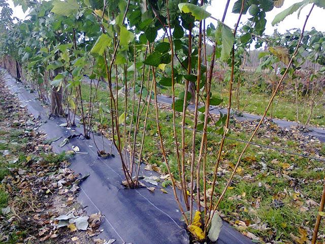 framboises dans le sud