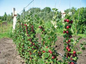 ทำไมการต่อกิ่งมะยมจึงจำเป็น ข้อดีข้อเสีย และคำแนะนำทีละขั้นตอน