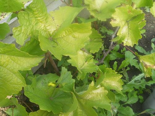 การเซาะร่องไม้