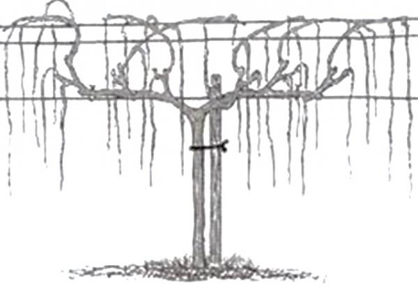 การก่อตัวขององุ่น