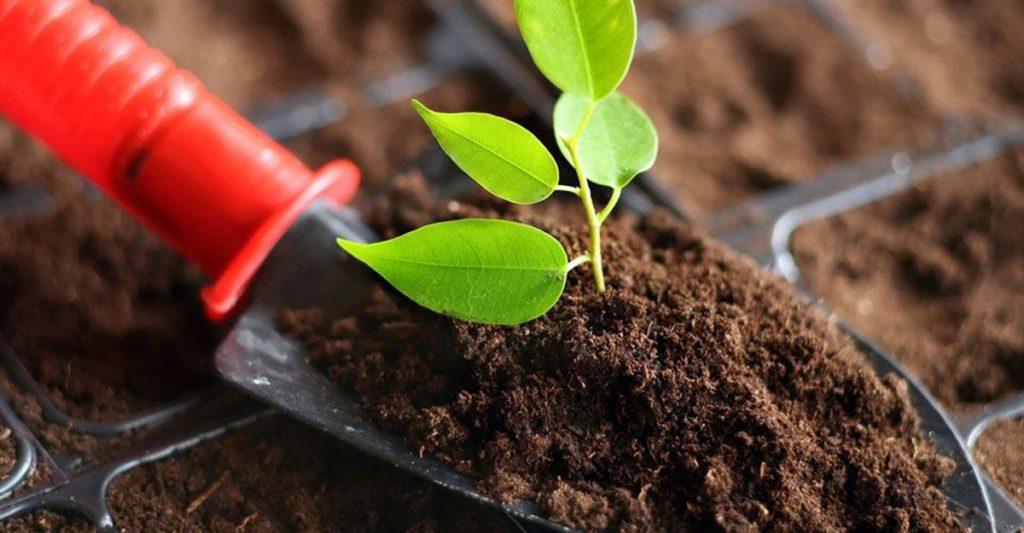 ถั่วงอกเชอร์รี่